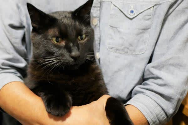 Donation of 1 million yen to rescue cat activity, pocket money for helper Asset troubles of "parents with dementia" surge