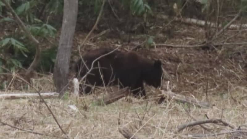 A body found in Lake Shumarinai turned out to be a fishing man who has been missing since the 14th... From the stomach of a 1.5m long bear that was exterminated...