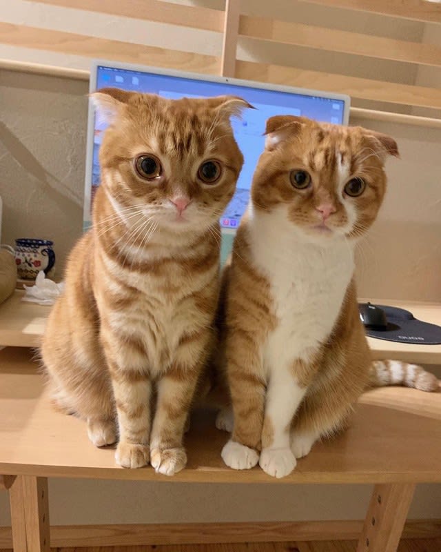 Sibling cats rescued at 8 months old Spoiled Haru-kun and gentle Mugi-kun "Both are irresistibly cute"...