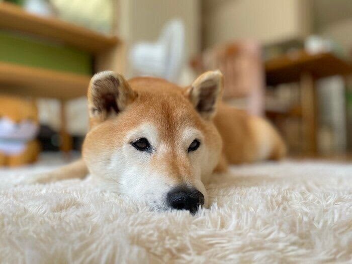 It looks like it's going to be dazzling... 12-year-old Shiba Inu Maro-tan's eyes