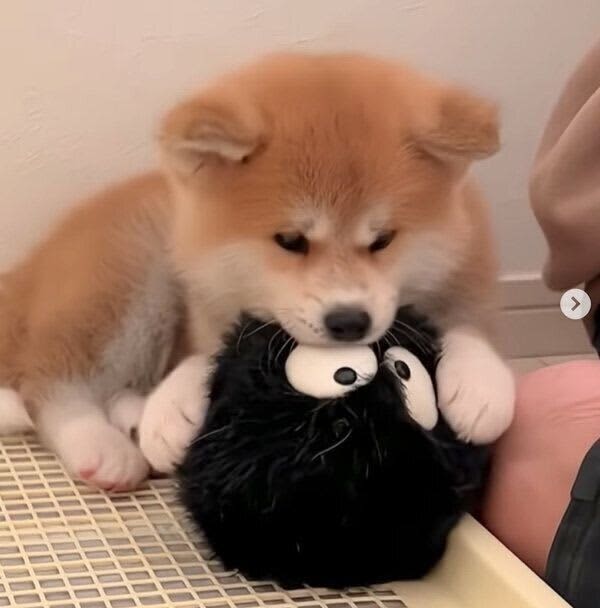 An Akita Inu puppy playing with a stuffed toy The cuteness of the "chin-on-the-chin" shown in the middle is amazing!