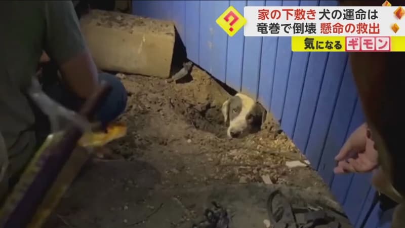【TV局スタッフが救出】犬が倒壊した家の下敷きに…竜巻被害取材中発見　“サラミスティック”作戦…
