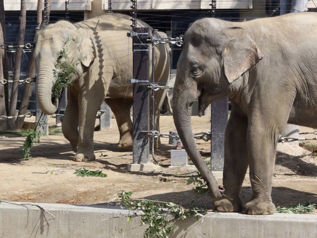 Kyoto Municipal Zoo "donates food" happy elephant Request for city financial difficulties → Good intentions one after another, benefits not only cost reduction