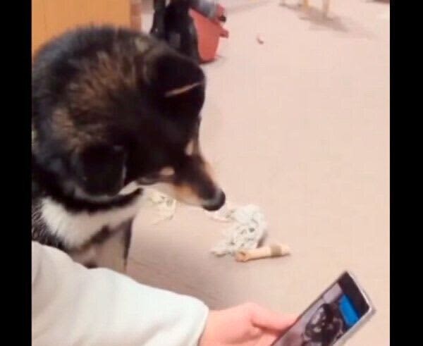 The appearance of two dogs looking into the smartphone screen and tilting their heads "synchronizing" is too cute!