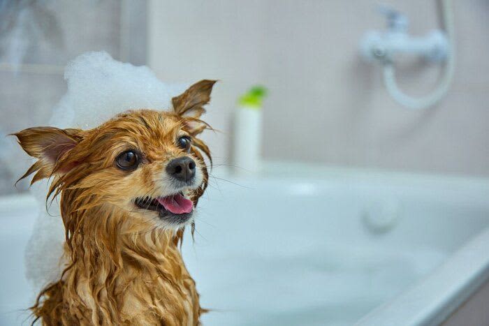 [Supervised by a dermatologist] Is it okay to not shampoo your dog at home?How often, how to do it well...