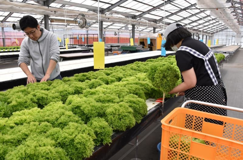 Mito Koibuchi Gakuen New “Agriculture-welfare collaboration” base IT company operation, lettuce cultivation