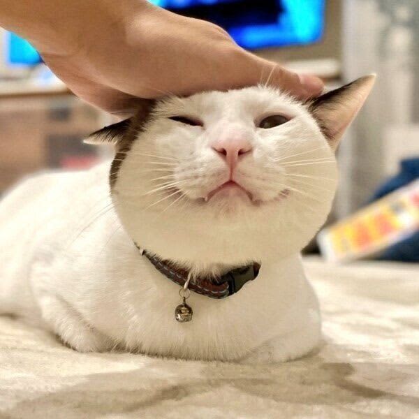 A former rescue cat with a "smug face" after being teased by its owner