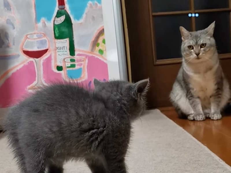 Too kind senior cat Confused by the kitten's intimidation, "I laughed" at the action taken