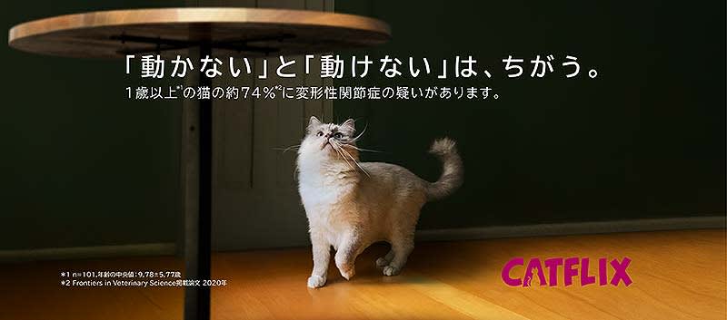 ゾエティスが猫の変形性関節症を考える動画を公開！ ネコが走る動画をInstagram投稿してカ…