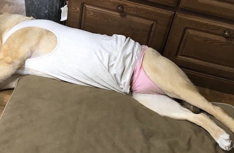 Dad taking a nap...! ?A dog wearing pink pants reacted to SNS