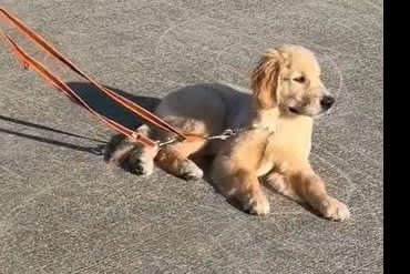 Parents and puppies who keep staring at passers-by without giving up