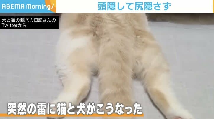A rare event caused by sudden thunder The cat's head is hidden and its bottom is not hidden, causing bursts of laughter "too funny" and "real version"