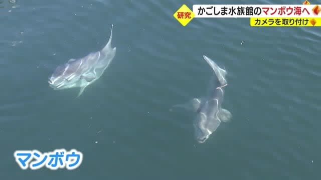 かごしま水族館に展示のマンボウ　海に放流　装着のカメラ回収し生態調査　鹿児島市
