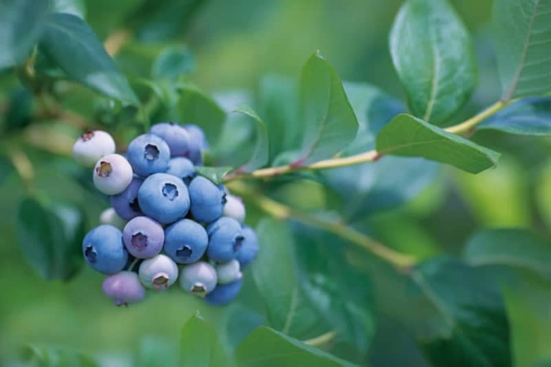 [Awaji Island] Blueberry picking while being healed by goats and nature [Blueberry Hill Awaji]