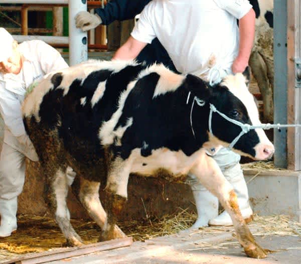 "Bovine spongiform encephalopathy (BSE)" "Mad cow disease" that shook Japan now