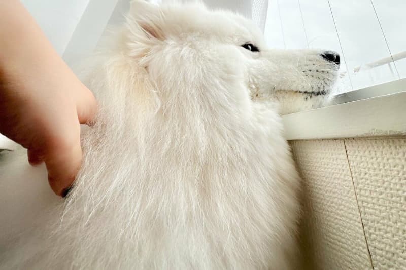 Samoyed dog "Wake up!" Next to the owner who can't get up easily...