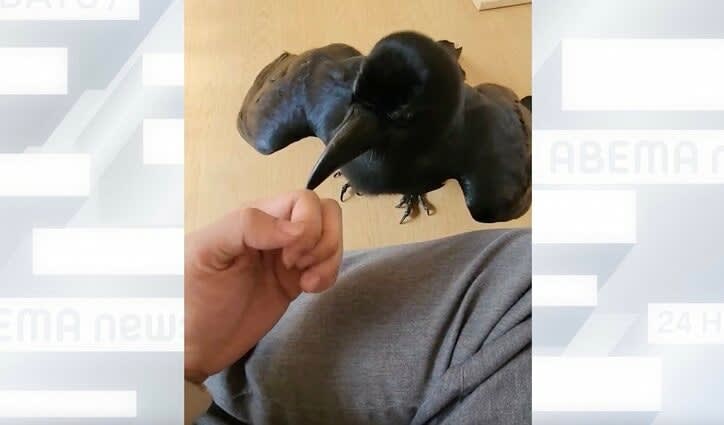 "I want to mofu" A cute crow that loves its owner too much becomes a topic Super valuable "feelings of being eaten"...