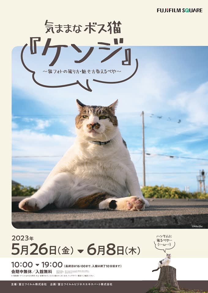 Kenji, an Instagram-popular cat full of tsukkomi, is in a photo exhibition!The free-spirited boss cat "Kenji" ~ Cat photo shoot...