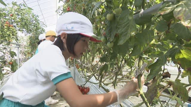 Elementary school students experience harvesting cherry tomatoes and strawberries at an agricultural college Learning with a quiz designed by students Kagawa