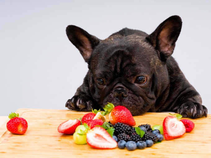 Is a vegan diet okay for dogs?Surprising results found in a study compared to general pet food