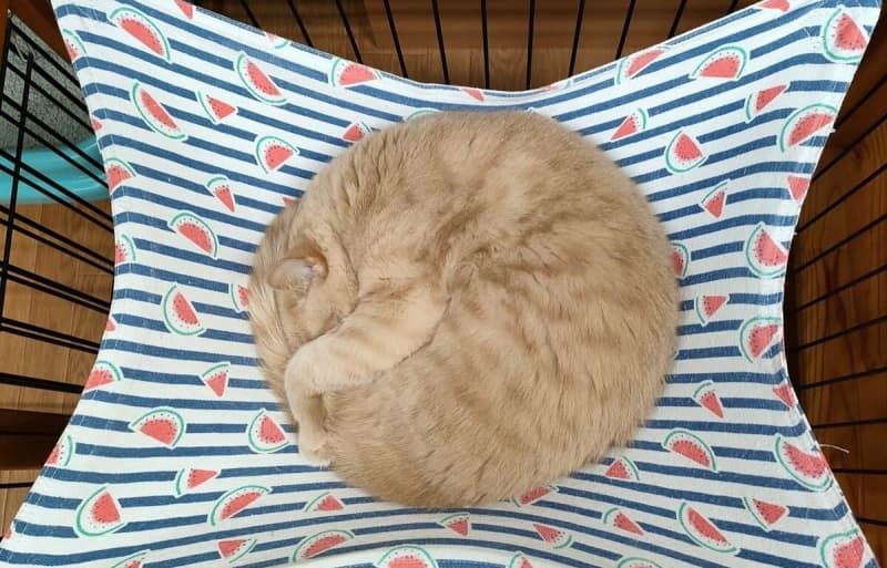 Round, too round...!Nyanko sleeping in a wonderful circle is no longer art