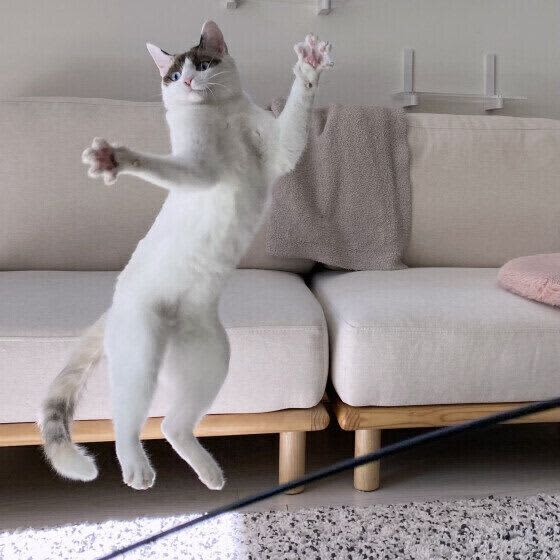 Brilliant jumps of cats We asked an expert why cats are so amazing at jumping
