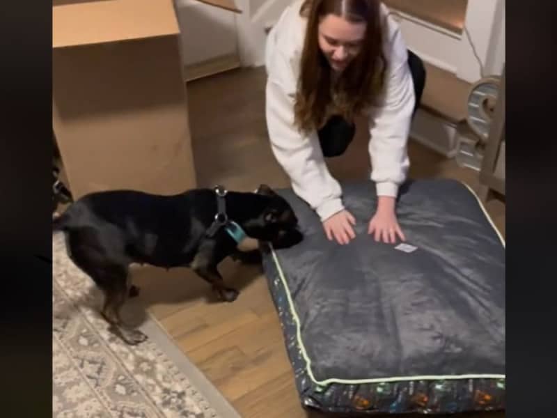 A rescue dog receives its own bed for the first time.
