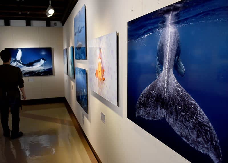Full of charm of marine life Mr. Takahashi (Kitakami) Photo Exhibition Towa Hatcho Dozo Gallery