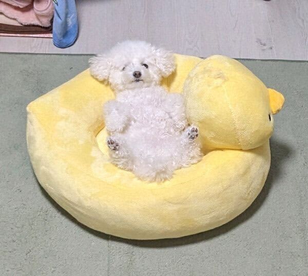 A dog relaxing on a ``duck bed'', looking at the whole picture, it seems like ``the way he sleeps is strange, but the place he sleeps is also strange''...