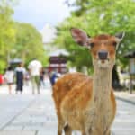 奈良公園のシカ、コロナ禍で餌ねだりのおじぎ回数が減少　奈良女子大学が調査