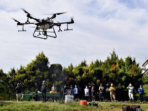 Spraying liquid agent with drone, experiment in peach field in Fukushima Expected to shorten time and save labor
