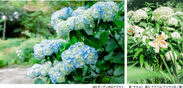 ROKKO Forest Sound Museum SIKI GardenSummer SeasonColored with hydrangeas and lilies...