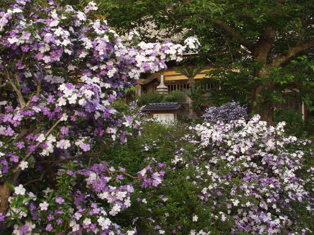 静岡/下田「了仙寺」魅惑の香りに紫色が美しいアメリカジャスミン！5月中旬から下旬が見頃