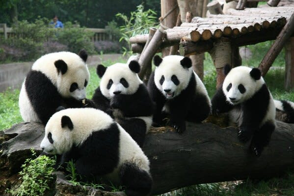 Panda power brings distinctive charm to universe…