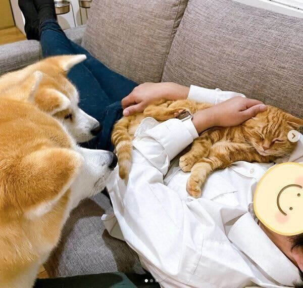 Two Akita dogs who put "silent pressure" on a father and a cat relaxing on the sofa "Scramble for the sofa" ...