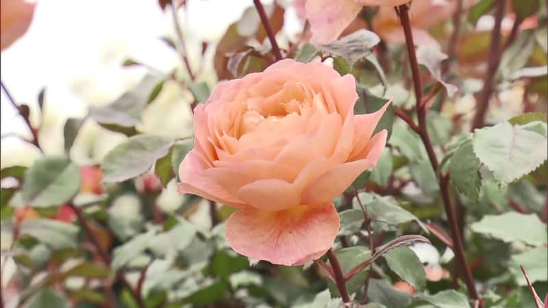 The rose garden opened for the first time in four years is in full bloom (Fukushima)