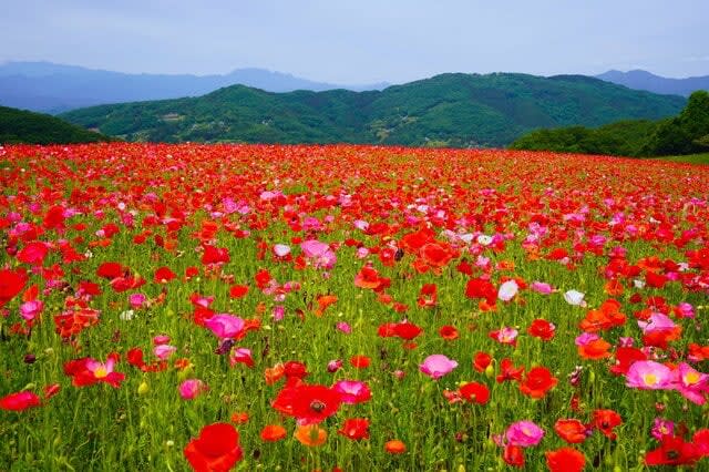"Aya no Kuni" is not a lie in its name!"Poppies in the sky" dyeing the fresh green of Chichibu red