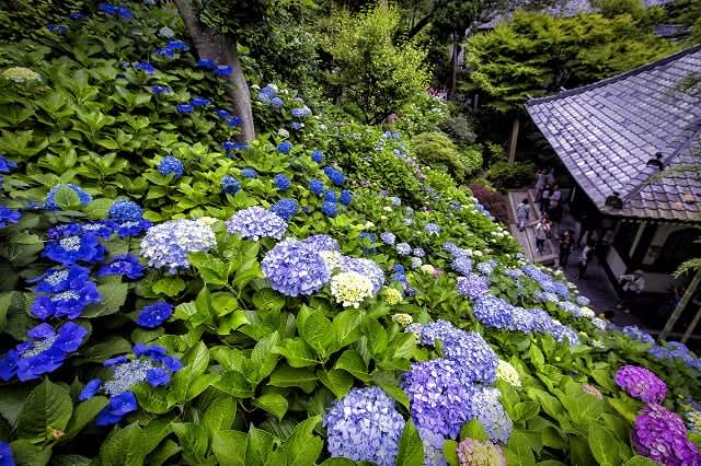 [Breaking news for 2023 blooming] 10 recommended spots for hydrangeas in Kamakura!Meigetsu-in Temple, Hasedera Temple, and Goryo Shrine