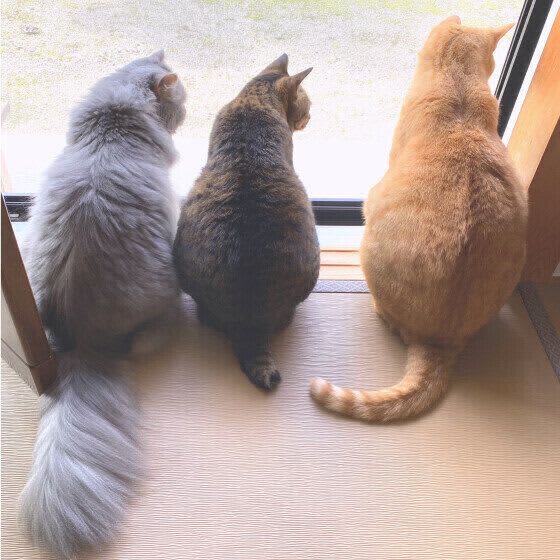 We asked a veterinarian why cats chase their tails and why we need to be careful in some cases