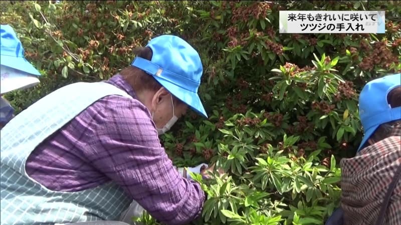 Volunteers take care of beautiful azalea flowers at Tsutsujigaoka Park next year Gunma Tatebayashi