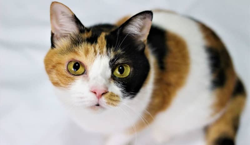 What is the reason why ``calico cats'' with three-colored hair, which originated from Japanese cats, which are rare overseas, are only female? [Biological story]