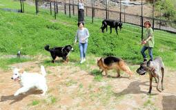 A dog-friendly auto campground Opened at Tamba Mt. Sasayama Double doors, fences, and a dog run are also available