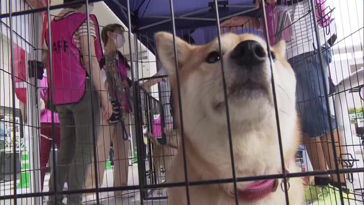 AEON MALL Yahata-Higashi transfer event for rescued dogs and cats