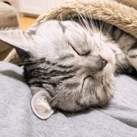 What is the psychology of cats sleeping on or near people?