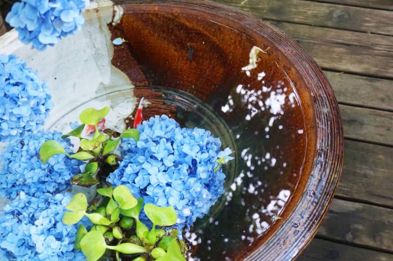 [Hydrangeas in Kamakura in 2023] 5 Recommended Spots for Standard, Popular, and Little-Known Spots!Check the latest information and best time to see