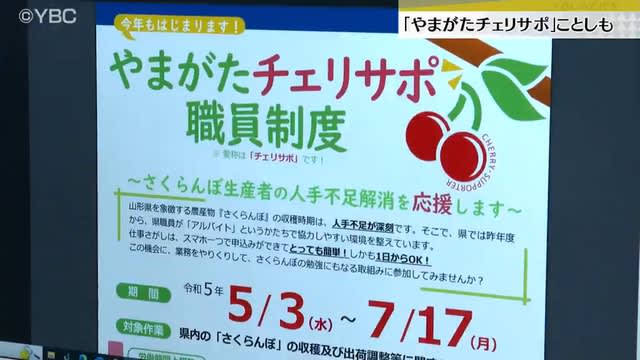 サクランボ収穫期限定で県職員の副業ＯＫ　ことしも５月から開始　山形県