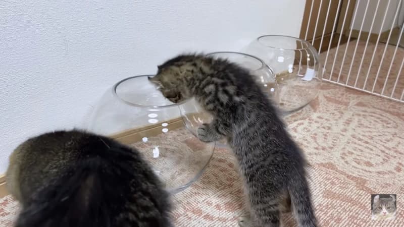 【検証】子猫も液体化するの？　ガラスの鉢を置いてみたら…　かわいすぎる姿に悶絶♡