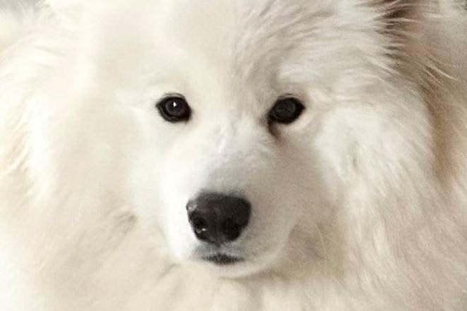 "Isn't it too round?" A sphere...?Too cute scene of Samoyed dog becomes a topic
