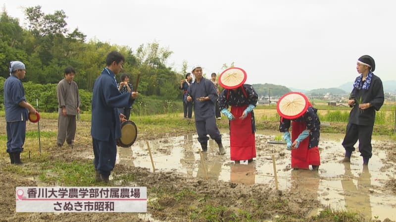 University students research ``medieval rice farming'' Planting rice in Saotome's dress, cultivating without using machines or chemical fertilizers Kagawa