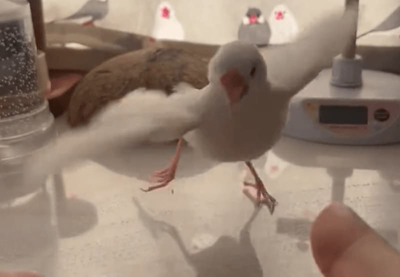 very cute…!A video of a Java sparrow jumping into the palm of your hand gets rave reviews on social media